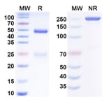 SDS-PAGE - Anti-Hepcidin Antibody [Ludwig-Maximilians U. anti_Hepsin] Biosimilar - BSA and Azide free (A340813) - Antibodies.com