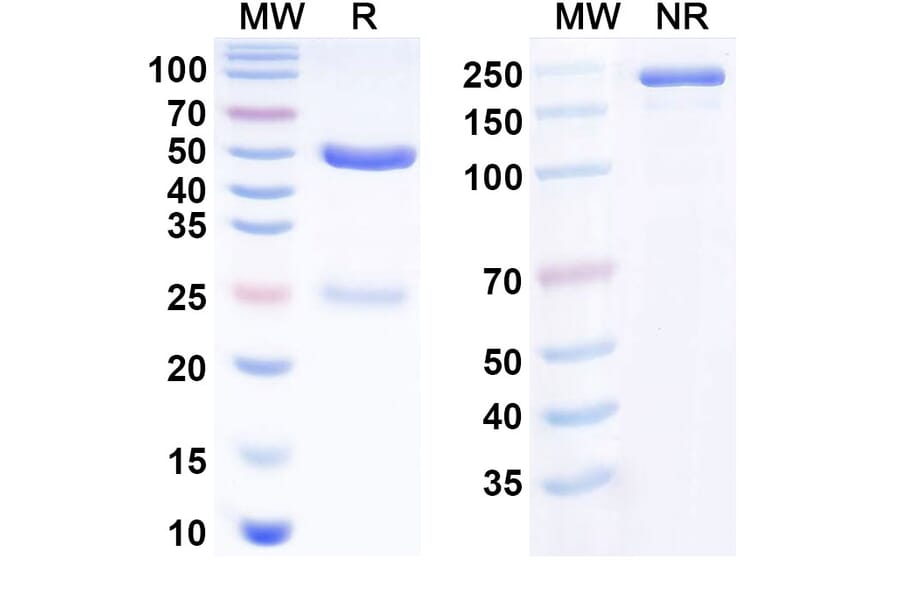 SDS-PAGE - Anti-IL-6 Antibody [MEDI 5117] Biosimilar - BSA and Azide free (A340815) - Antibodies.com