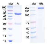 SDS-PAGE - Anti-IL-6 Antibody [MEDI 5117] Biosimilar - BSA and Azide free (A340815) - Antibodies.com