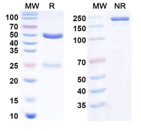 SDS-PAGE - Anti-CD126 Antibody [APX7] Biosimilar - BSA and Azide free (A340816) - Antibodies.com