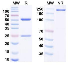 SDS-PAGE - Anti-CD127 Antibody [PF-6342674] Biosimilar - BSA and Azide free (A340817) - Antibodies.com