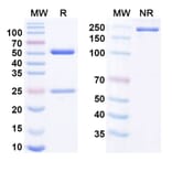 SDS-PAGE - Anti-CD127 Antibody [PF-6342674] Biosimilar - BSA and Azide free (A340817) - Antibodies.com
