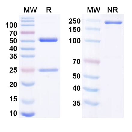 SDS-PAGE - Anti-RhD Antibody [LFB Anti-RhD] Biosimilar - BSA and Azide free (A340819) - Antibodies.com