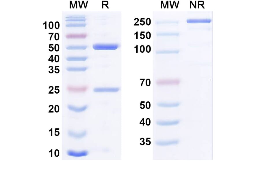 SDS-PAGE - Anti-TGF beta 1 Antibody [NIS793] Biosimilar - BSA and Azide free (A340823) - Antibodies.com