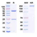 SDS-PAGE - Anti-TNF alpha Antibody [hMAK195] Biosimilar - BSA and Azide free (A340825) - Antibodies.com