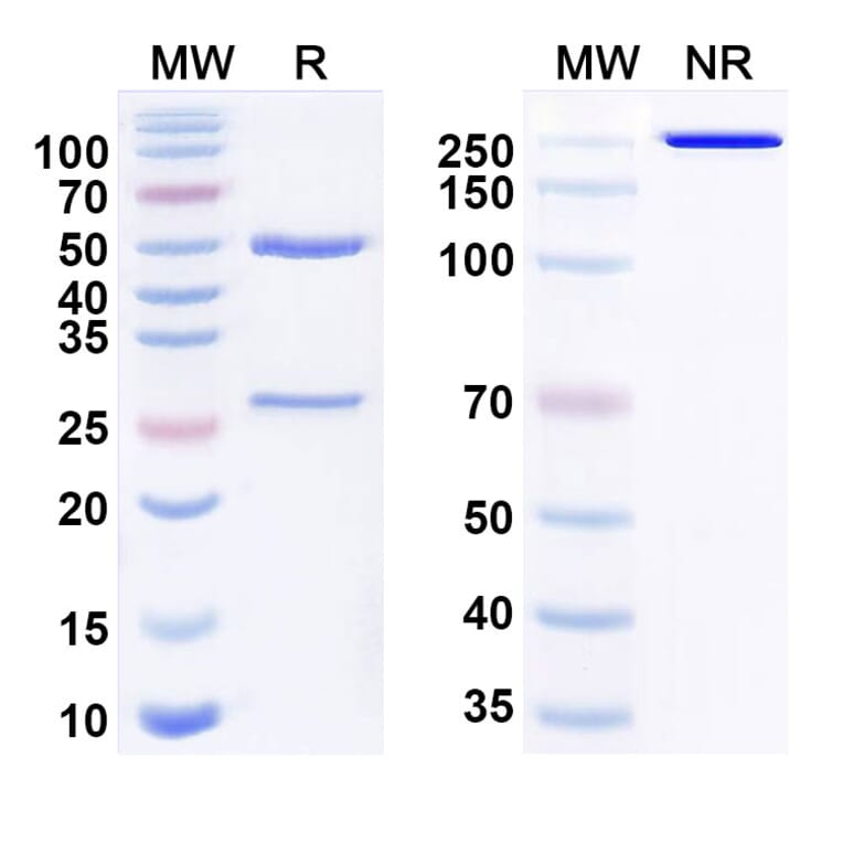 SDS-PAGE - Anti-Adenosine Receptor A2a Antibody [3F6-9G5] Biosimilar - BSA and Azide free (A340827) - Antibodies.com