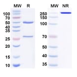 SDS-PAGE - Anti-Adenosine Receptor A2a Antibody [3F6-9G5] Biosimilar - BSA and Azide free (A340827) - Antibodies.com