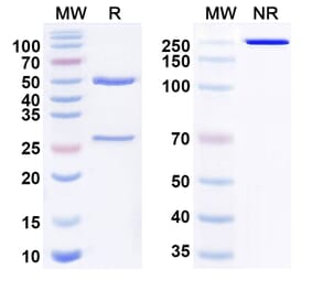 SDS-PAGE - Anti-BTN1A1 Antibody [ICT-1] Biosimilar - BSA and Azide free (A340828) - Antibodies.com