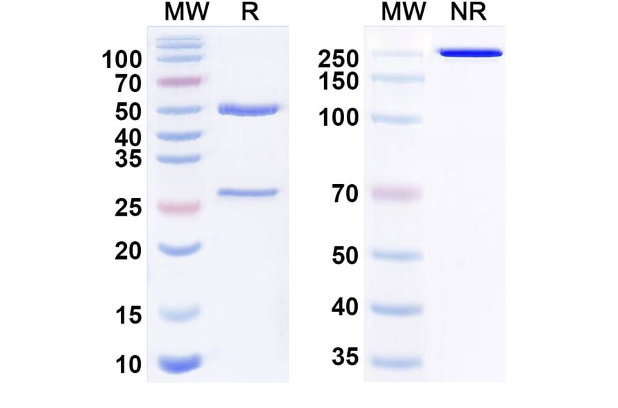 SDS-PAGE - Anti-BTN1A1 Antibody [ICT-1] Biosimilar - BSA and Azide free (A340828) - Antibodies.com
