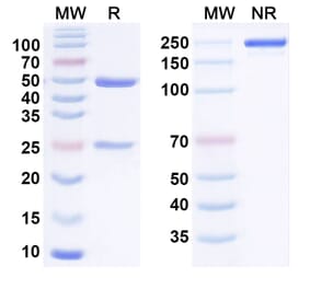 SDS-PAGE - Anti-BTN1A1 Antibody [ICT-1-N297A] Biosimilar - BSA and Azide free (A340829) - Antibodies.com