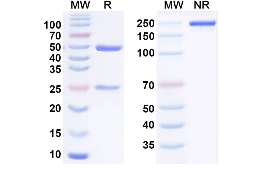 SDS-PAGE - Anti-BTN1A1 Antibody [ICT-1-N297A] Biosimilar - BSA and Azide free (A340829) - Antibodies.com