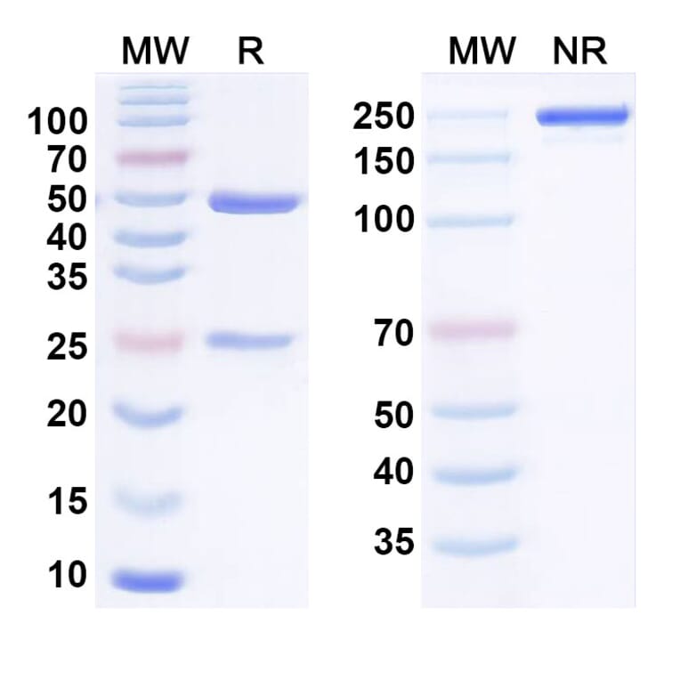 SDS-PAGE - Anti-BTN1A1 Antibody [ICT-1-N297A] Biosimilar - BSA and Azide free (A340829) - Antibodies.com