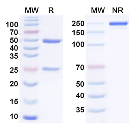 SDS-PAGE - Anti-SIRP alpha Antibody [BI 76563] Biosimilar - BSA and Azide free (A340830) - Antibodies.com