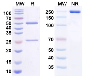SDS-PAGE - Anti-Claudin 6 Antibody [64A] Biosimilar - BSA and Azide free (A340834) - Antibodies.com