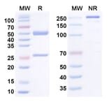 SDS-PAGE - Anti-Claudin 6 Antibody [AB3-7] Biosimilar - BSA and Azide free (A340835) - Antibodies.com