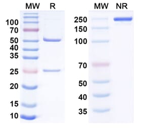 SDS-PAGE - Anti-CDCP1 Antibody [38 E11#] Biosimilar - BSA and Azide free (A340838) - Antibodies.com