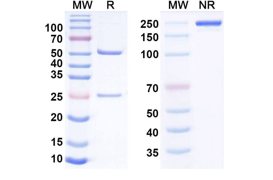 SDS-PAGE - Anti-CD93 Antibody [Dcby2] Biosimilar - BSA and Azide free (A340840) - Antibodies.com