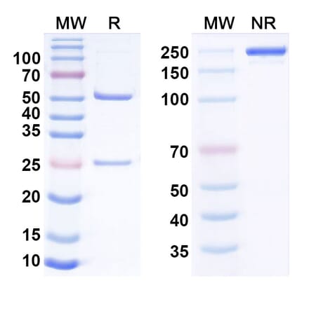 SDS-PAGE - Anti-CD93 Antibody [Dcby2] Biosimilar - BSA and Azide free (A340840) - Antibodies.com