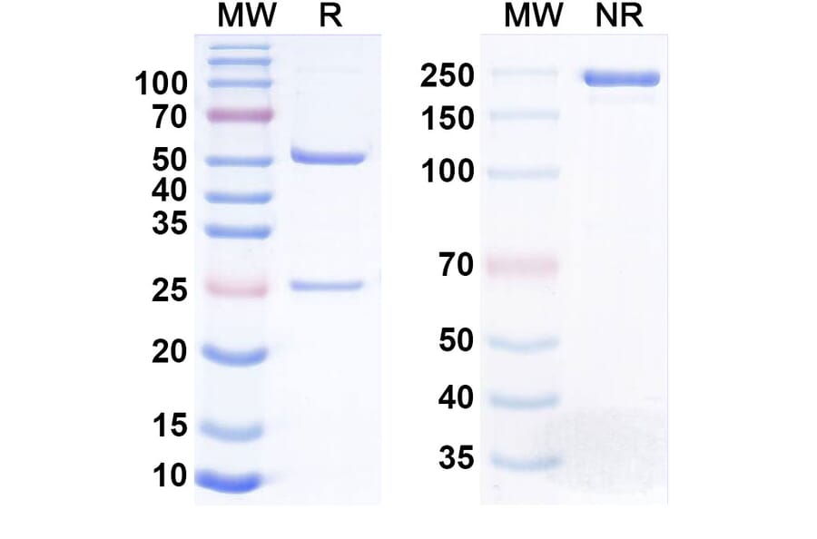 SDS-PAGE - Anti-PBEF Antibody [Alt-1] Biosimilar - BSA and Azide free (A340841) - Antibodies.com