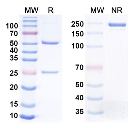 SDS-PAGE - Anti-PBEF Antibody [Alt-1] Biosimilar - BSA and Azide free (A340841) - Antibodies.com