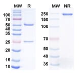 SDS-PAGE - Anti-PBEF Antibody [Alt-1] Biosimilar - BSA and Azide free (A340841) - Antibodies.com