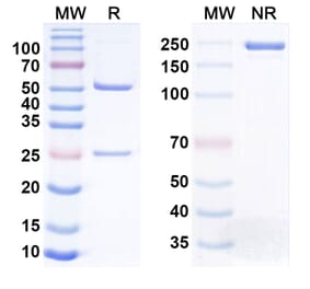 SDS-PAGE - Anti-MAGEA4 Antibody [Imc-C13C] Biosimilar - BSA and Azide free (A340842) - Antibodies.com