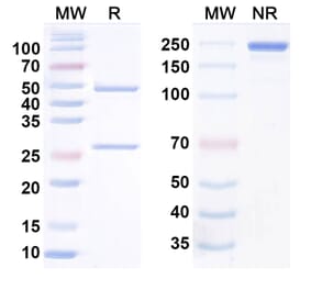 SDS-PAGE - Anti-TL1A Antibody [TEV-574] Biosimilar - BSA and Azide free (A340846) - Antibodies.com