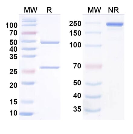 SDS-PAGE - Anti-TL1A Antibody [TEV-574] Biosimilar - BSA and Azide free (A340846) - Antibodies.com