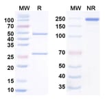 SDS-PAGE - Anti-TL1A Antibody [TEV-574] Biosimilar - BSA and Azide free (A340846) - Antibodies.com
