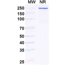 SDS-PAGE - Anti-IL-11RA Antibody [LASN 1] Biosimilar - BSA and Azide free (A340847) - Antibodies.com
