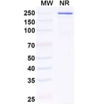 SDS-PAGE - Anti-IL-11RA Antibody [LASN 1] Biosimilar - BSA and Azide free (A340847) - Antibodies.com