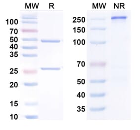 SDS-PAGE - Anti-IL-11 Antibody [BI 765423] Biosimilar - BSA and Azide free (A340848) - Antibodies.com