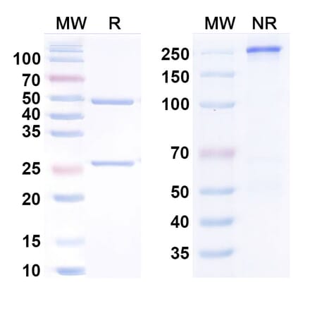 SDS-PAGE - Anti-Hemagglutinin Antibody [CR82] Biosimilar - BSA and Azide free (A340849) - Antibodies.com