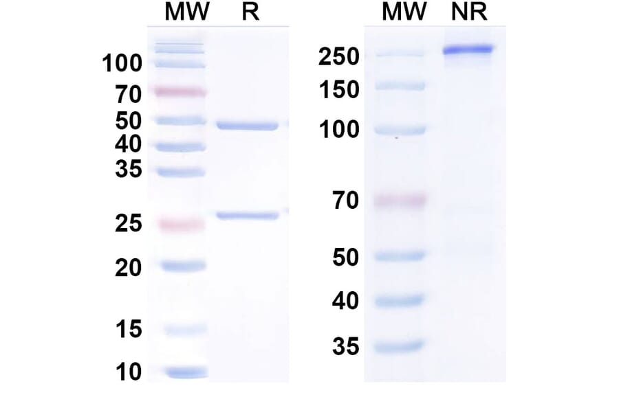 SDS-PAGE - Anti-IL-11 Antibody [Enx18A] Biosimilar - BSA and Azide free (A340850) - Antibodies.com