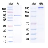 SDS-PAGE - Anti-IL-11 Antibody [Enx18A] Biosimilar - BSA and Azide free (A340850) - Antibodies.com
