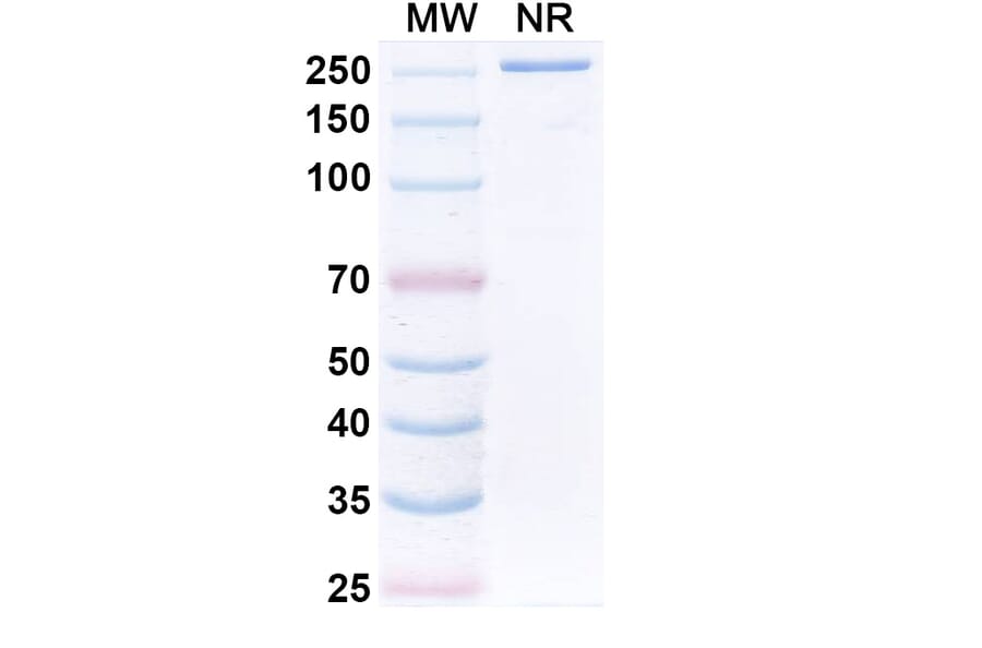 SDS-PAGE - Sphingomab Biosimilar - Anti-S1P Antibody - BSA and Azide free (A340860) - Antibodies.com