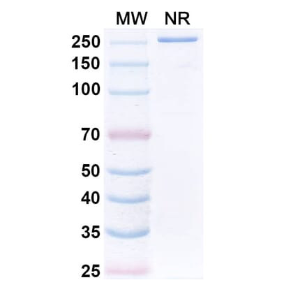 SDS-PAGE - Sphingomab Biosimilar - Anti-S1P Antibody - BSA and Azide free (A340860) - Antibodies.com