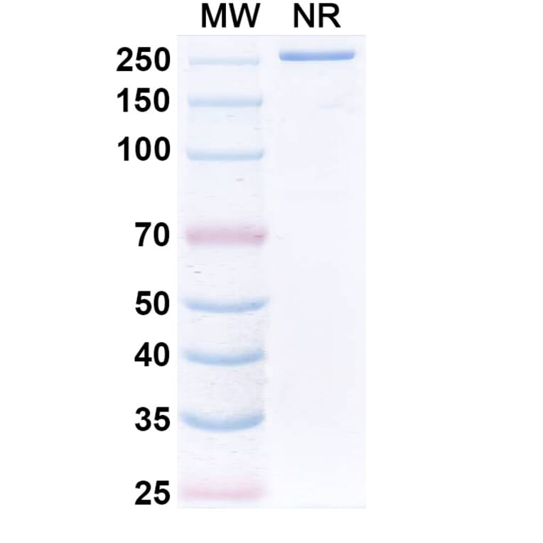 SDS-PAGE - Sphingomab Biosimilar - Anti-S1P Antibody - BSA and Azide free (A340860) - Antibodies.com