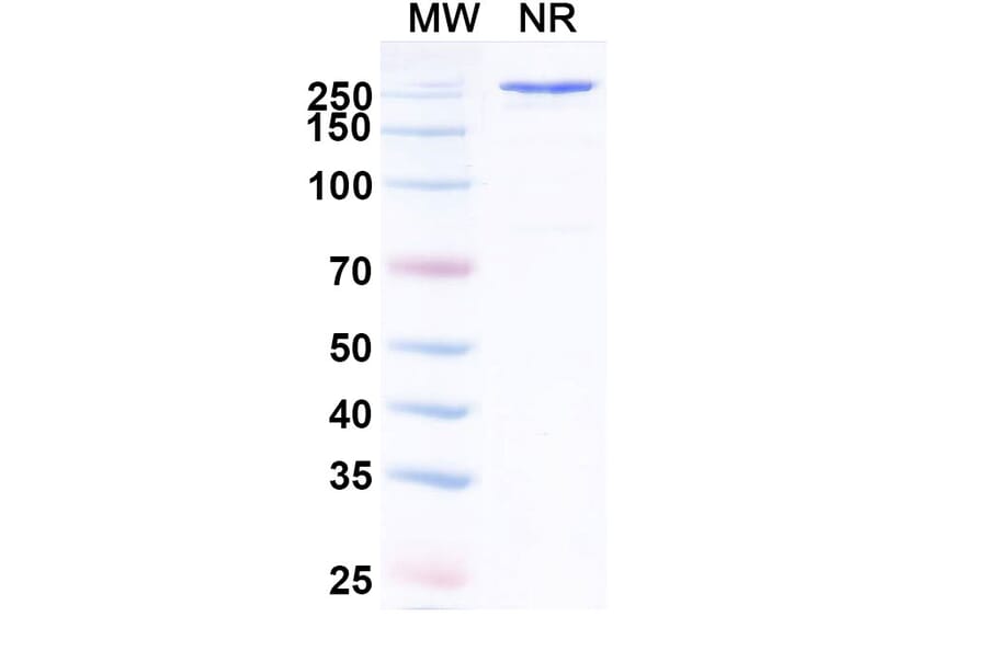 SDS-PAGE - Anti-SARS-CoV-2 Spike Protein RBD Antibody [VIR-7229] Biosimilar - BSA and Azide free (A340861) - Antibodies.com