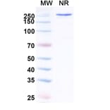 SDS-PAGE - Anti-SARS-CoV-2 Spike Protein RBD Antibody [VIR-7229] Biosimilar - BSA and Azide free (A340861) - Antibodies.com