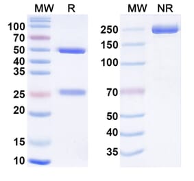SDS-PAGE - Anti-Insulin Receptor Antibody [IRAB-A] Biosimilar - BSA and Azide free (A340873) - Antibodies.com
