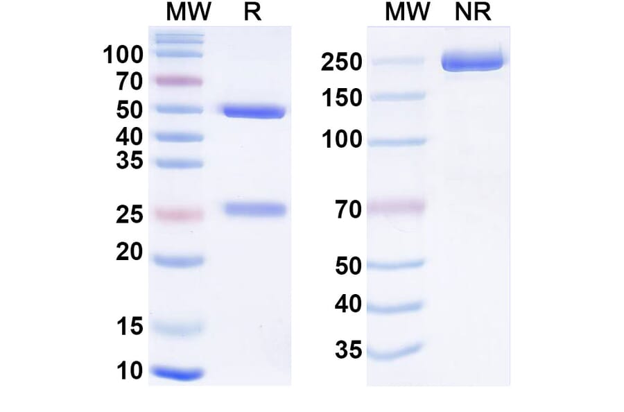 SDS-PAGE - Anti-Insulin Receptor Antibody [IRAB-A] Biosimilar - BSA and Azide free (A340873) - Antibodies.com
