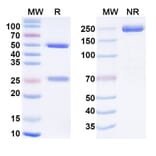 SDS-PAGE - Anti-Insulin Receptor Antibody [IRAB-A] Biosimilar - BSA and Azide free (A340873) - Antibodies.com