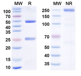 SDS-PAGE - Anti-Hemagglutinin Antibody [VIS41] Biosimilar - BSA and Azide free (A340875) - Antibodies.com