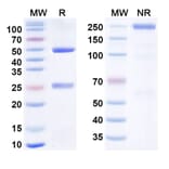 SDS-PAGE - Anti-Hemagglutinin Antibody [VIS41] Biosimilar - BSA and Azide free (A340875) - Antibodies.com