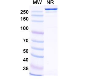 SDS-PAGE - Felmetatug Biosimilar - Anti-B7-H4 Antibody - BSA and Azide free (A340876) - Antibodies.com