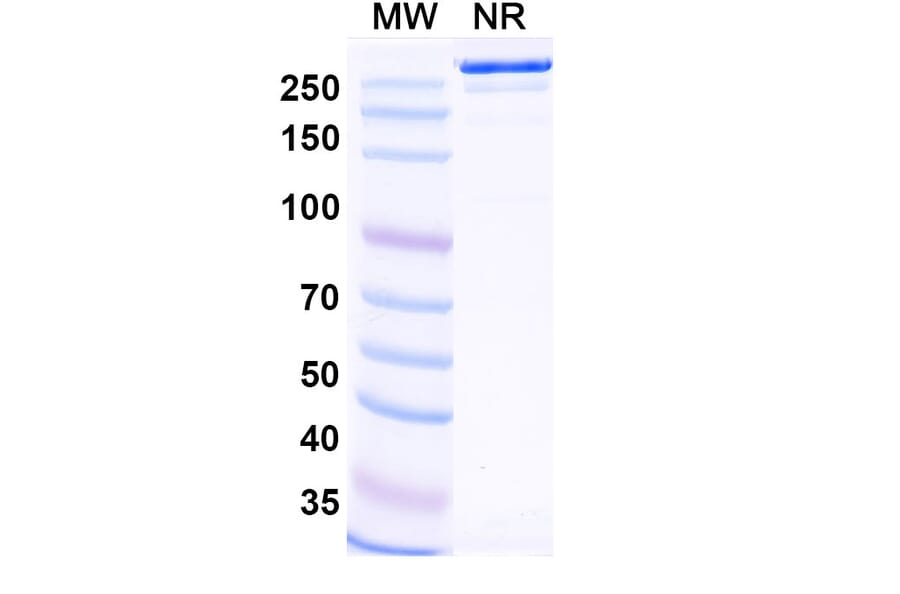 SDS-PAGE - Felmetatug Biosimilar - Anti-B7-H4 Antibody - BSA and Azide free (A340876) - Antibodies.com