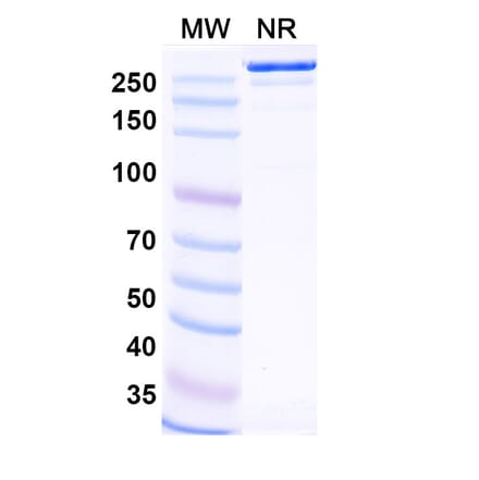 SDS-PAGE - Felmetatug Biosimilar - Anti-B7-H4 Antibody - BSA and Azide free (A340876) - Antibodies.com