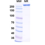 SDS-PAGE - Felmetatug Biosimilar - Anti-B7-H4 Antibody - BSA and Azide free (A340876) - Antibodies.com