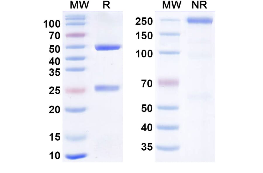 SDS-PAGE - Felmetatug Biosimilar - Anti-B7-H4 Antibody - BSA and Azide free (A340876) - Antibodies.com